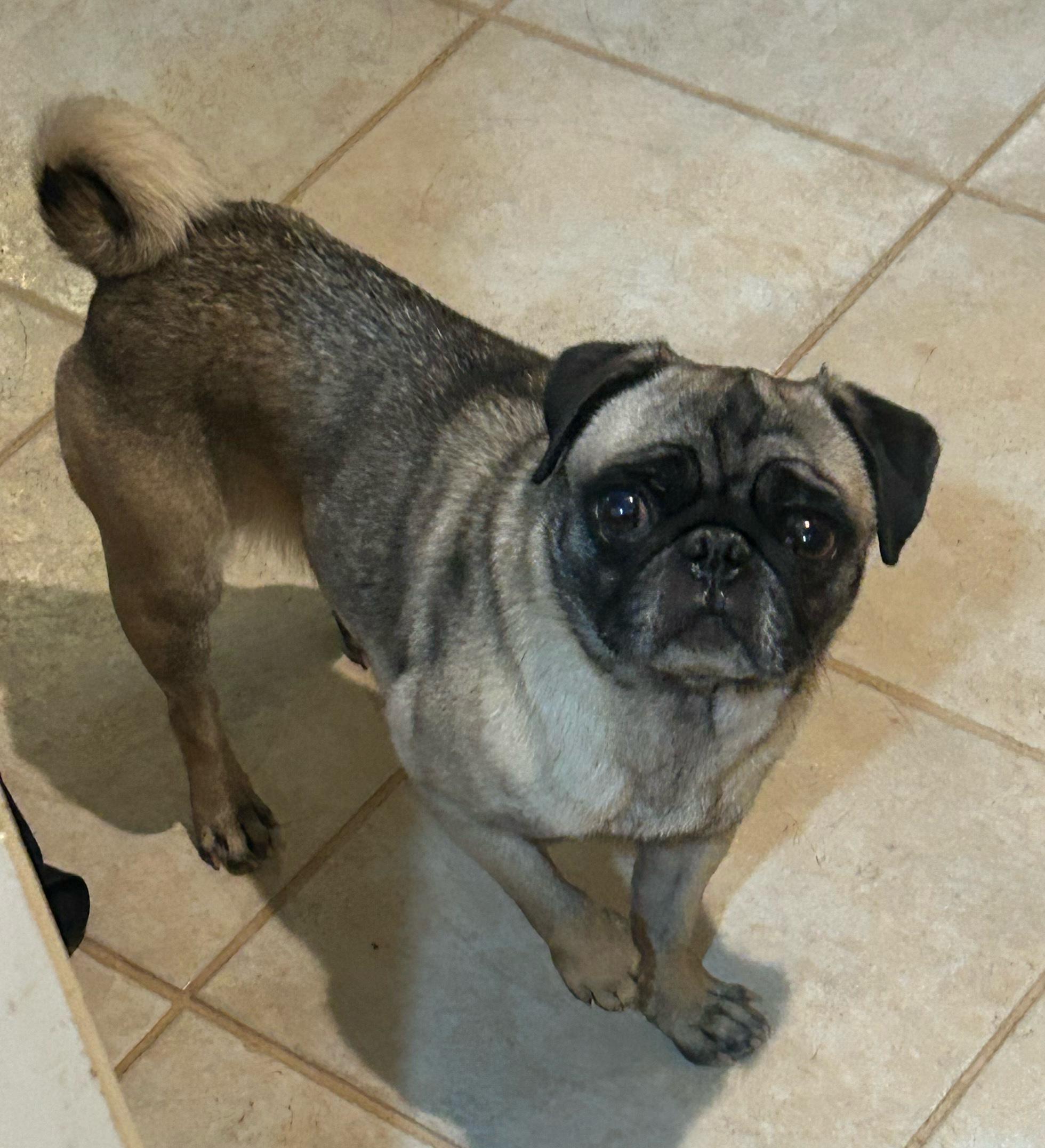 Enlarge Rylee, a Adopted Pug in Gilbert, AZ image 5/5