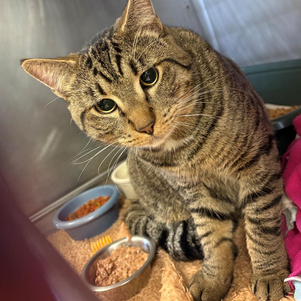 Enlarge Tyson, a Adoptable Domestic Short Hair in Chehalis, WA image 1/1