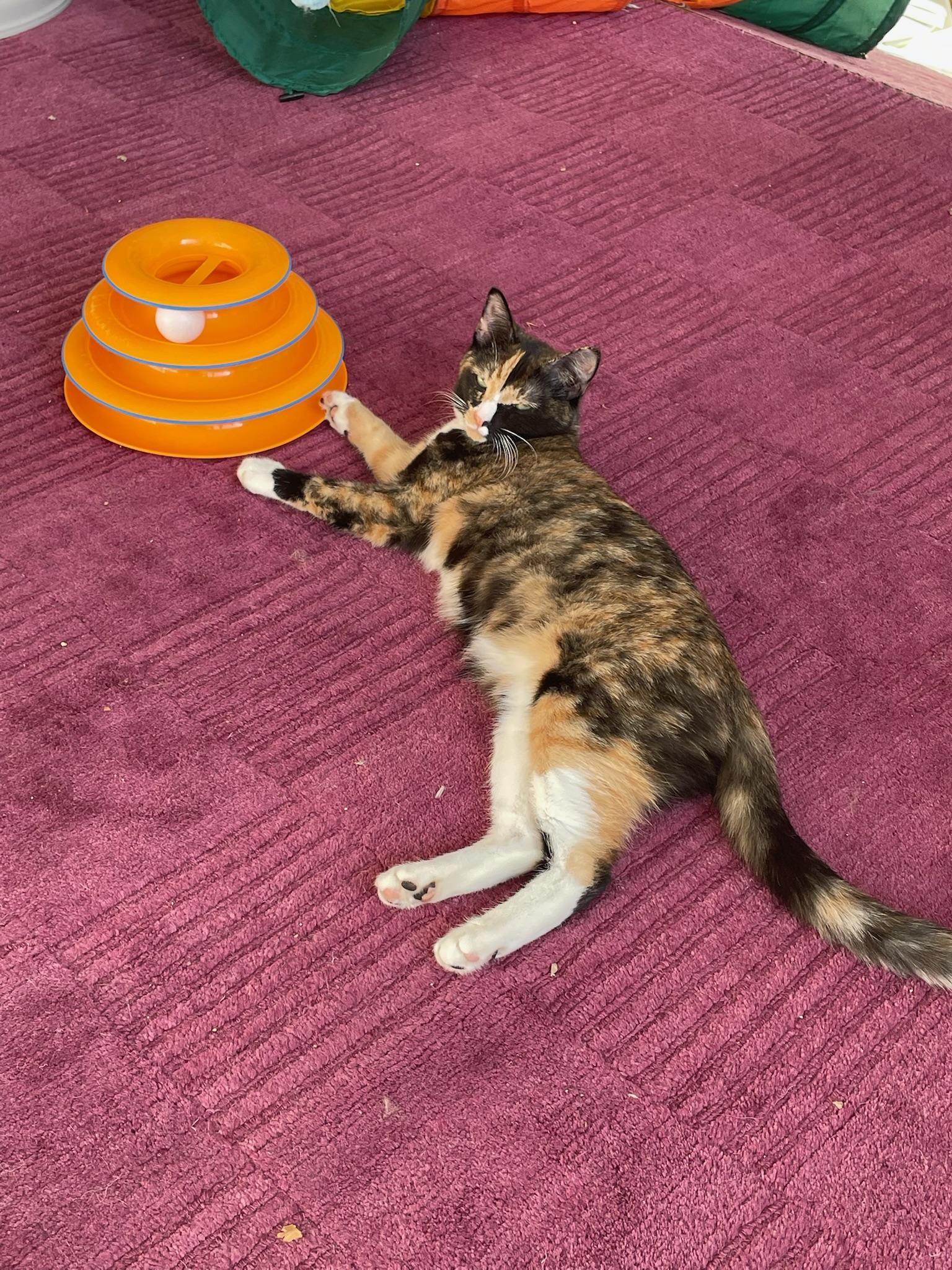 Bora and Zephyr, Adoptable, Young Female American Shorthair.