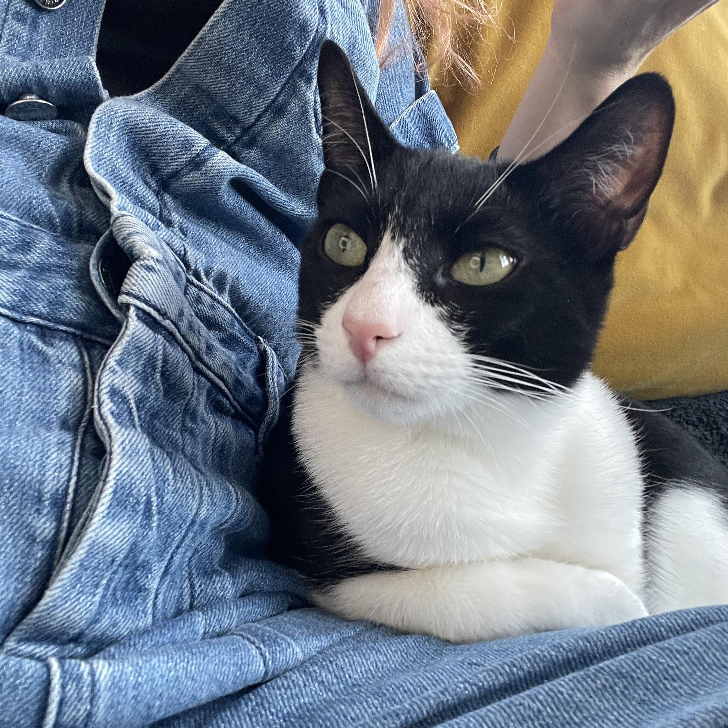 Enlarge Bora and Zephyr, a Adoptable American Shorthair in Brooklyn, NY image 6/6