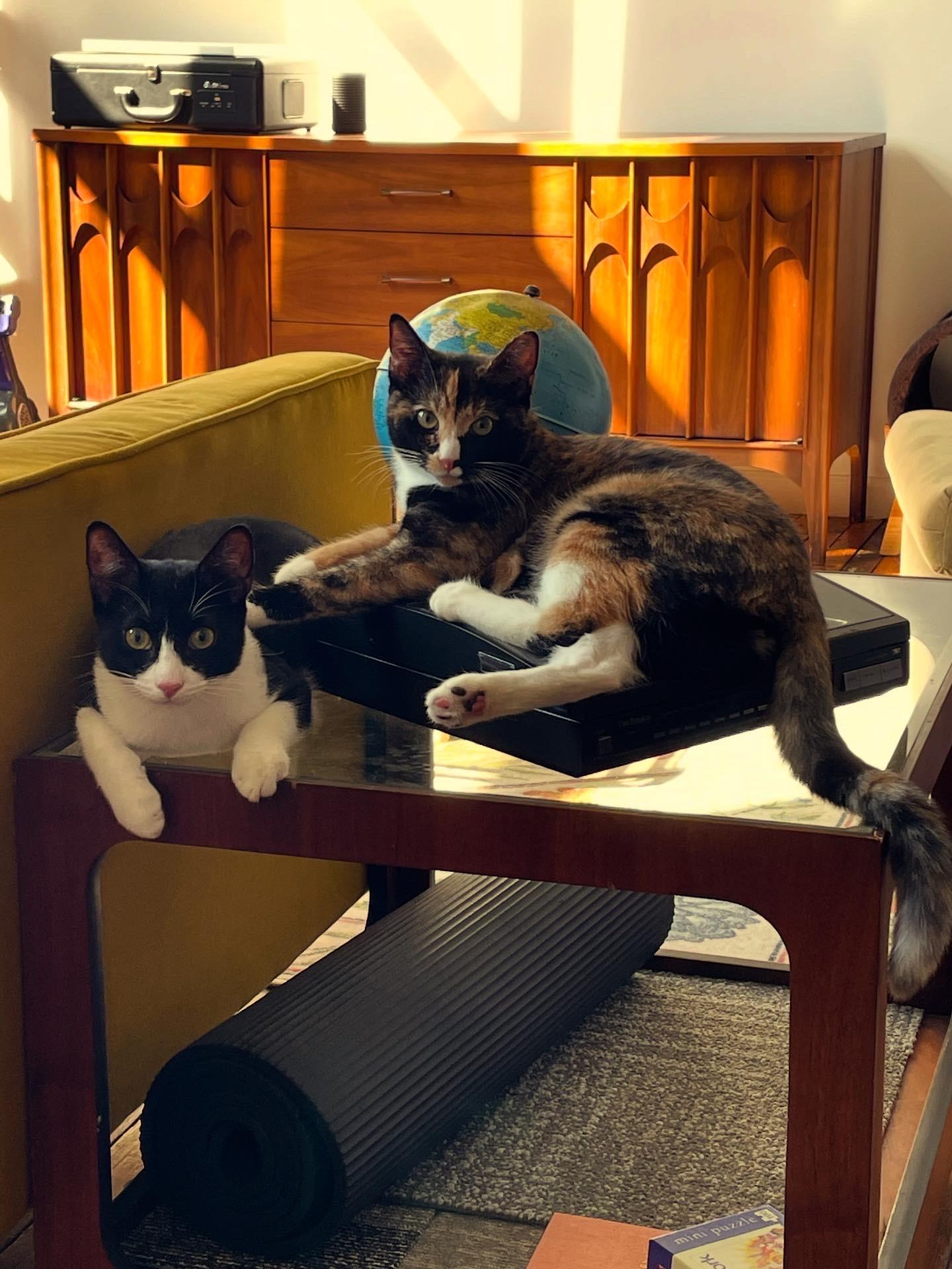 Bora and Zephyr, a Adoptable American Shorthair in Brooklyn, NY image 4/6