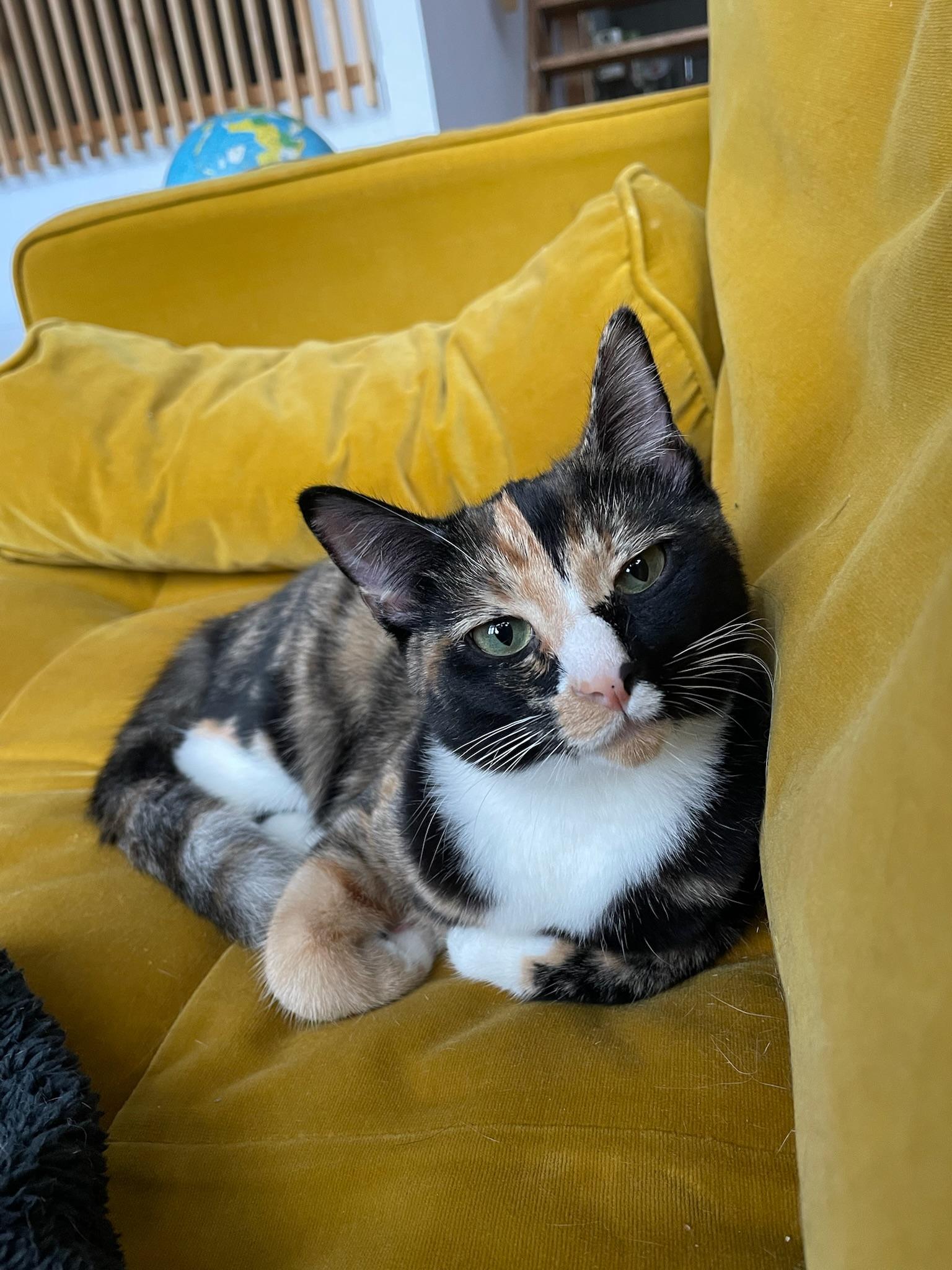 Bora and Zephyr, a Adoptable American Shorthair in Brooklyn, NY image 5/6