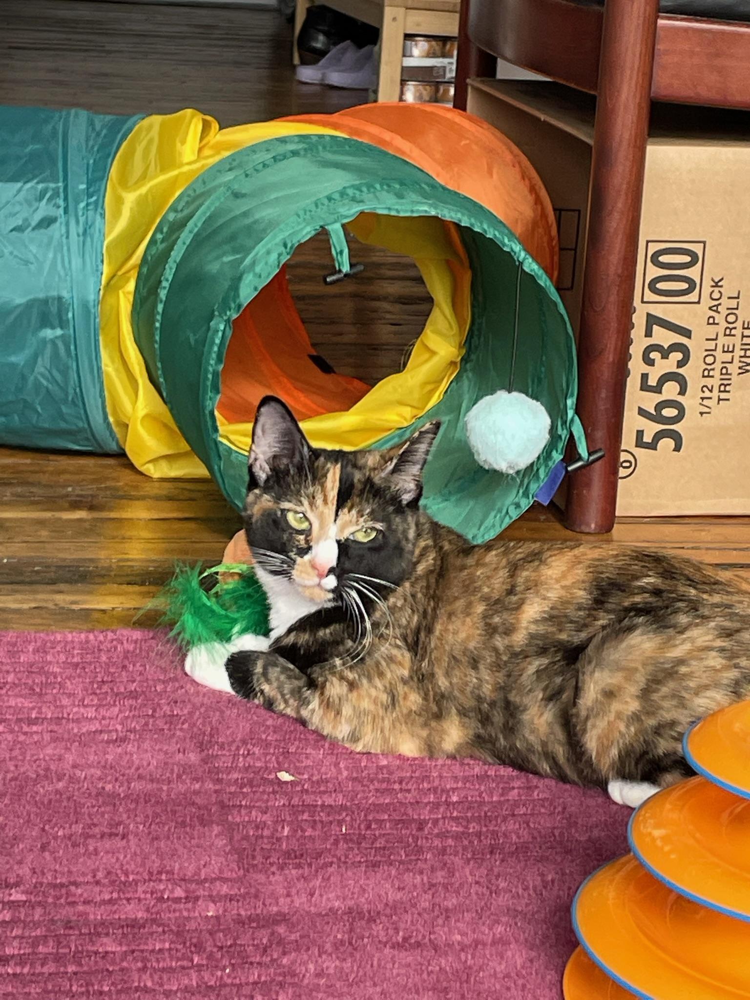 Bora and Zephyr, a Adoptable American Shorthair in Brooklyn, NY image 6/6