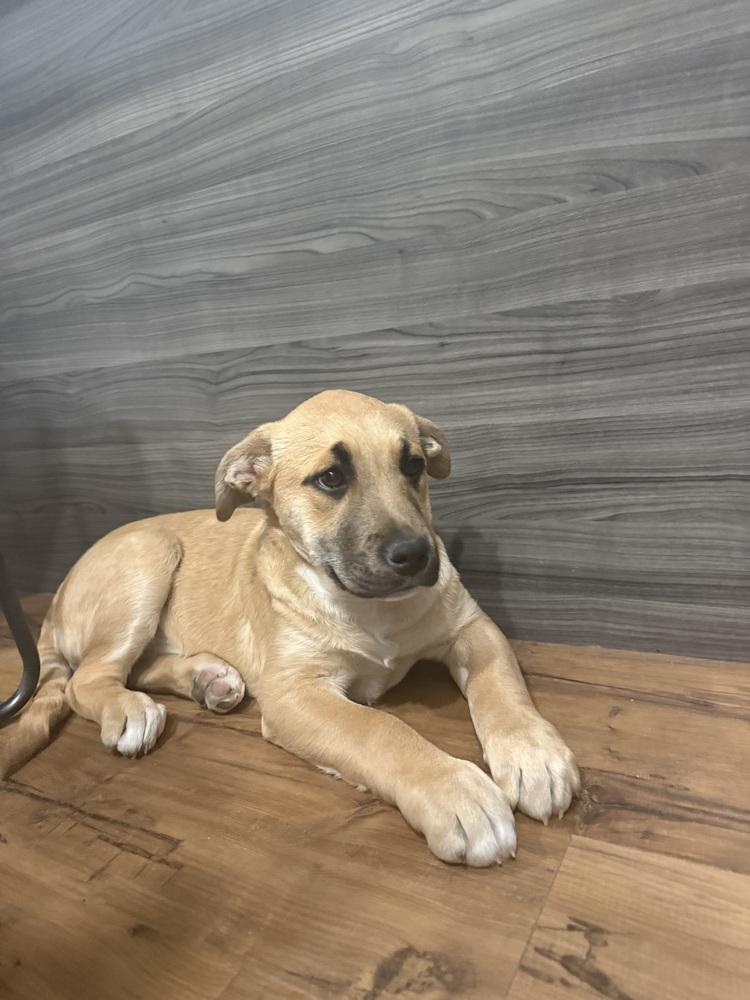 Mabel, Adoptable, Puppy Female Black Mouth Cur & Shepherd.