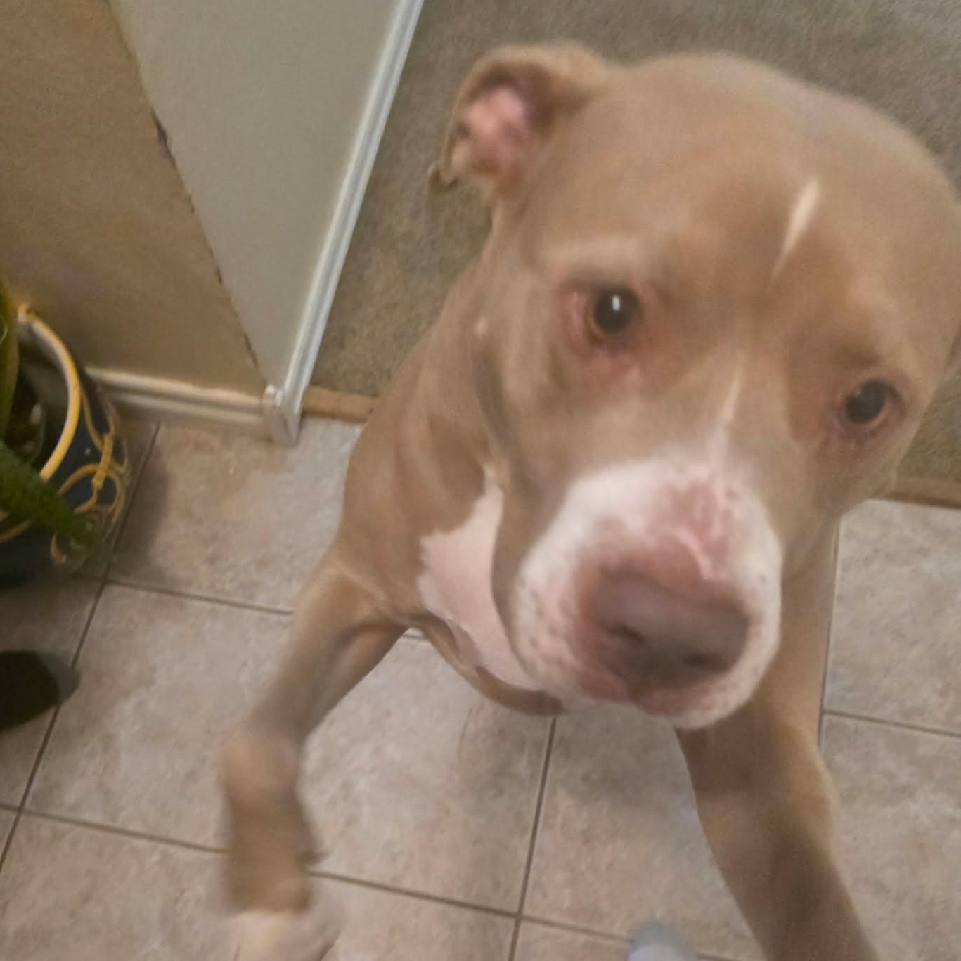 Enlarge Francis, a ADOPTABLE mixed breed in Oklahoma City, OK image 3/6