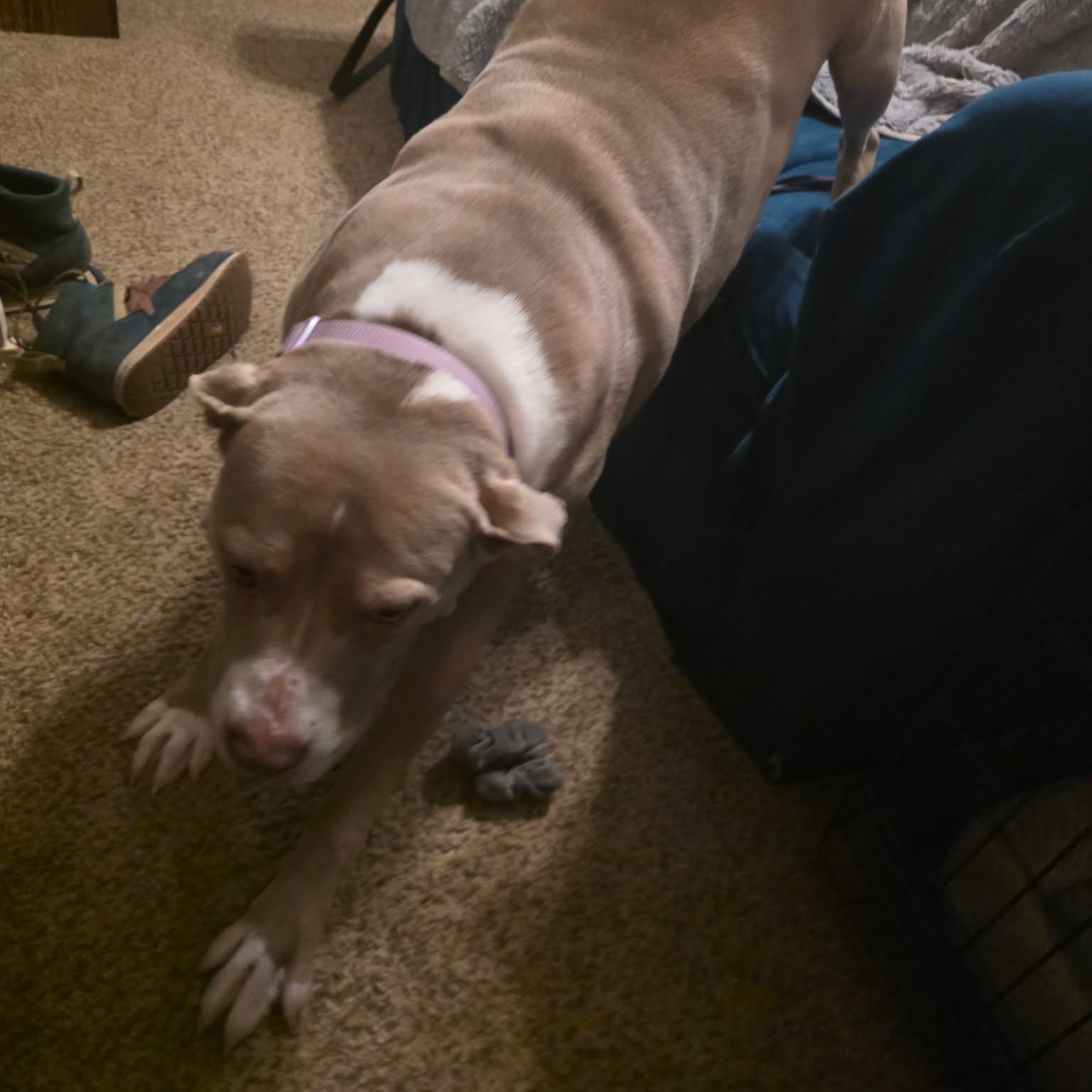 Enlarge Francis, a ADOPTABLE mixed breed in Oklahoma City, OK image 4/6