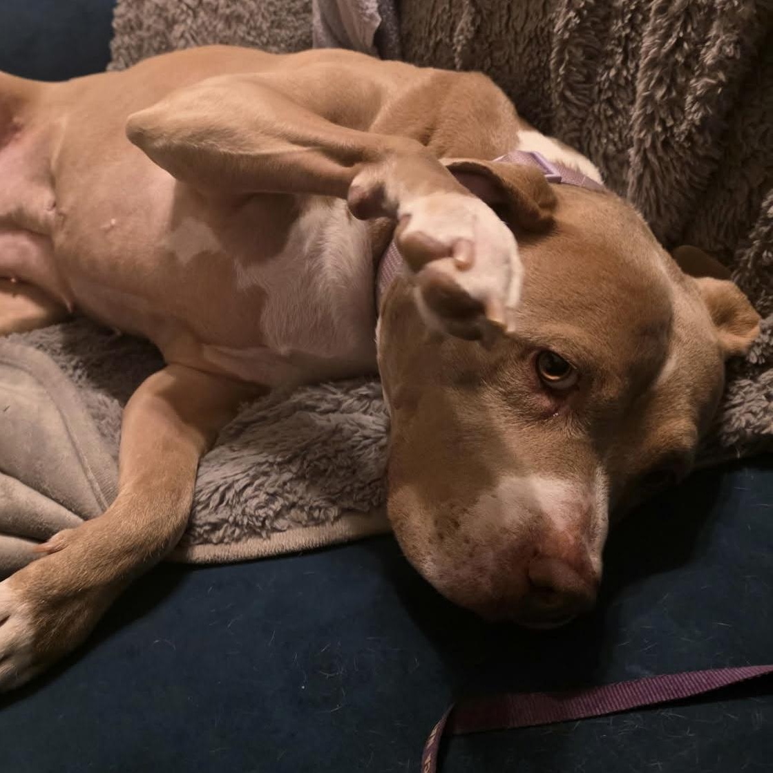Enlarge Francis, a ADOPTABLE mixed breed in Oklahoma City, OK image 1/6