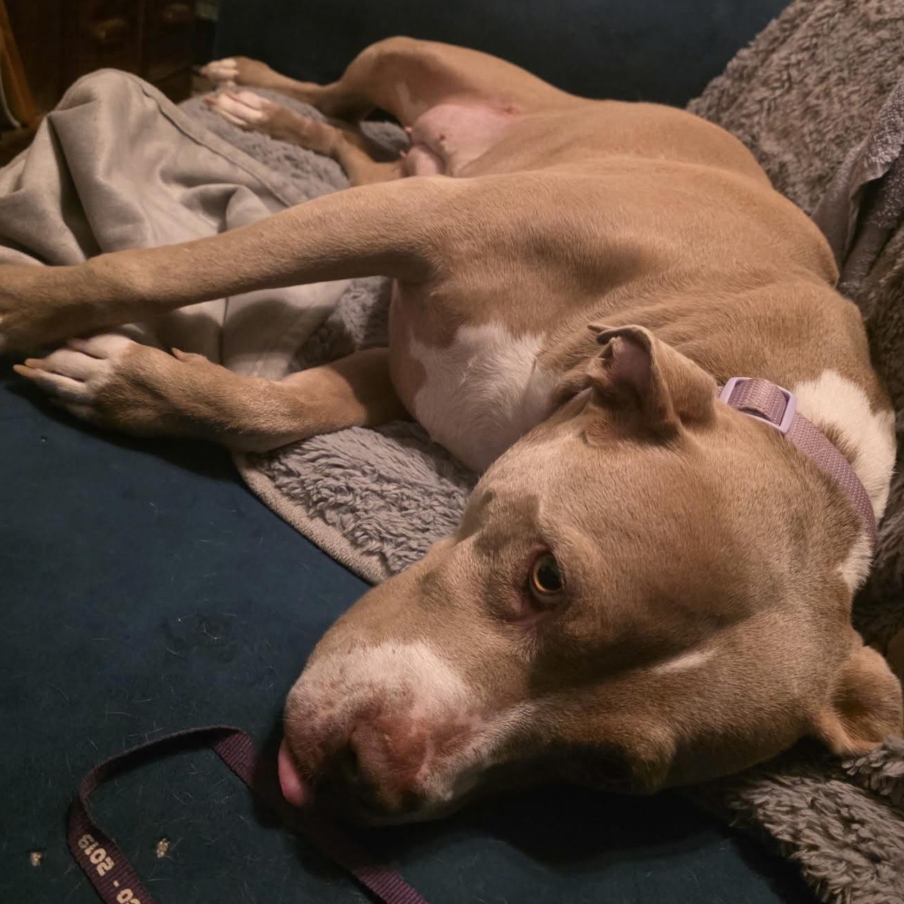 Enlarge Francis, a ADOPTABLE mixed breed in Oklahoma City, OK image 6/6