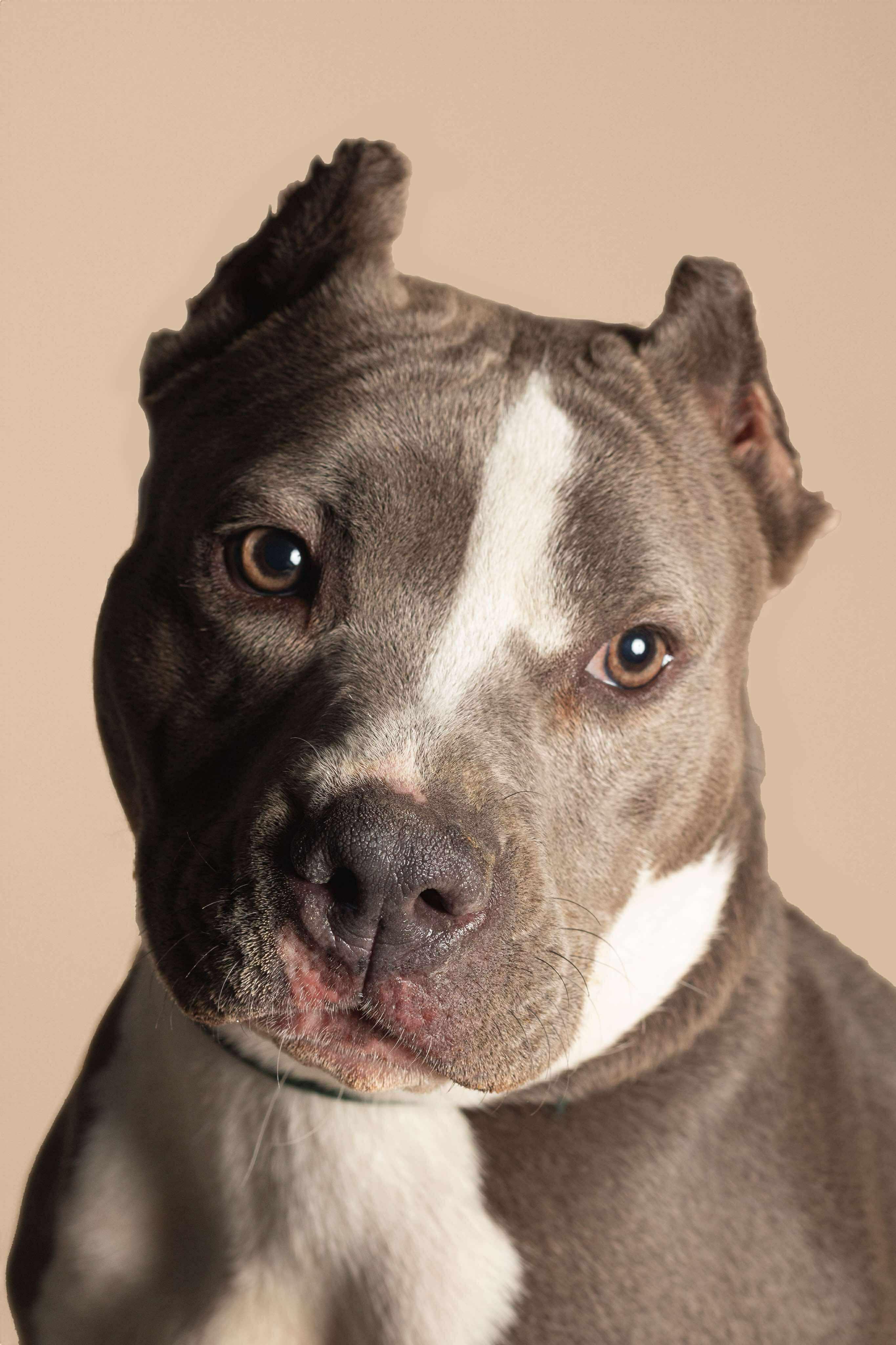 Enlarge Sage, a Adoptable mixed breed in Roachdale, IN image 1/6