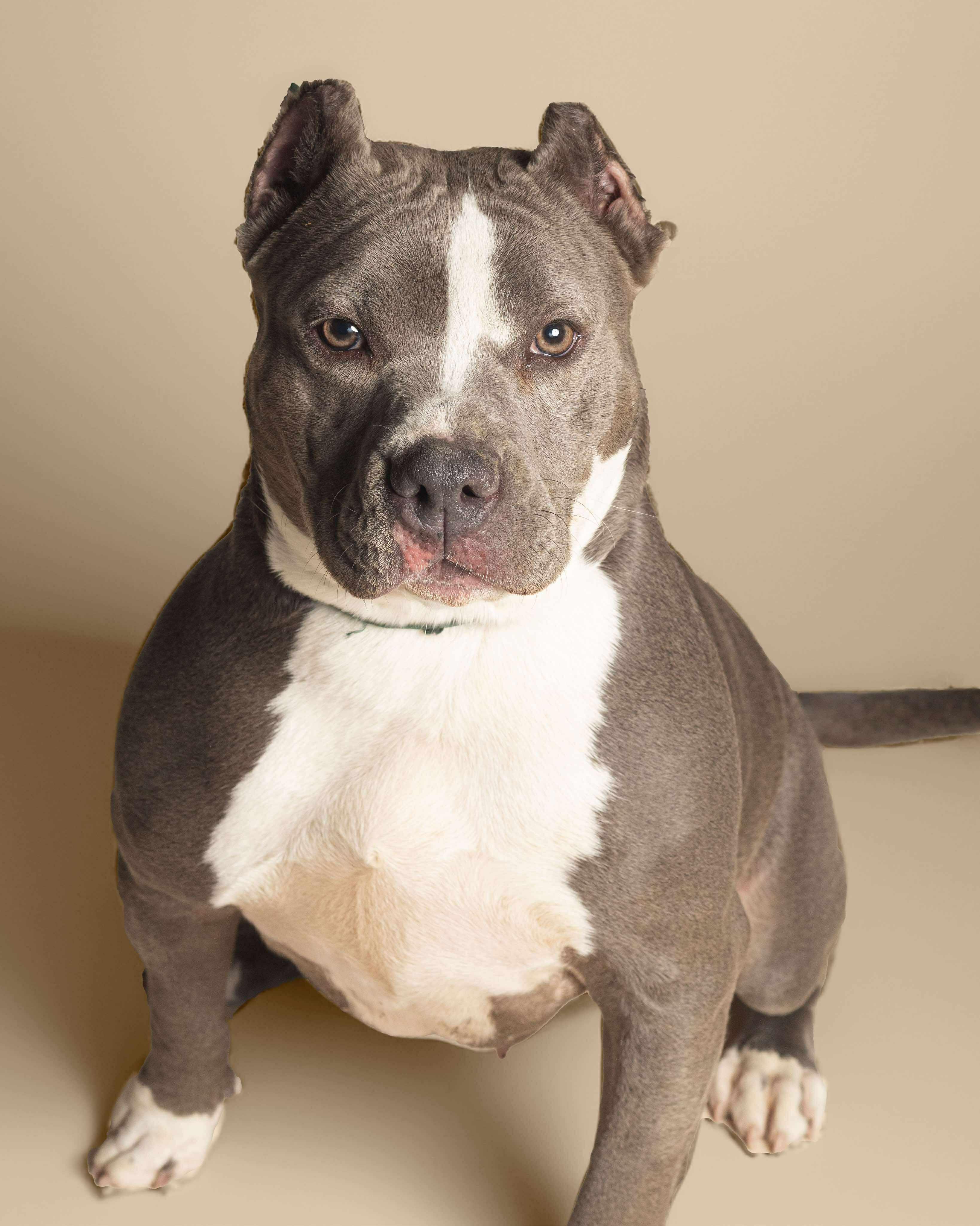 Enlarge Sage, a Adoptable mixed breed in Roachdale, IN image 2/6