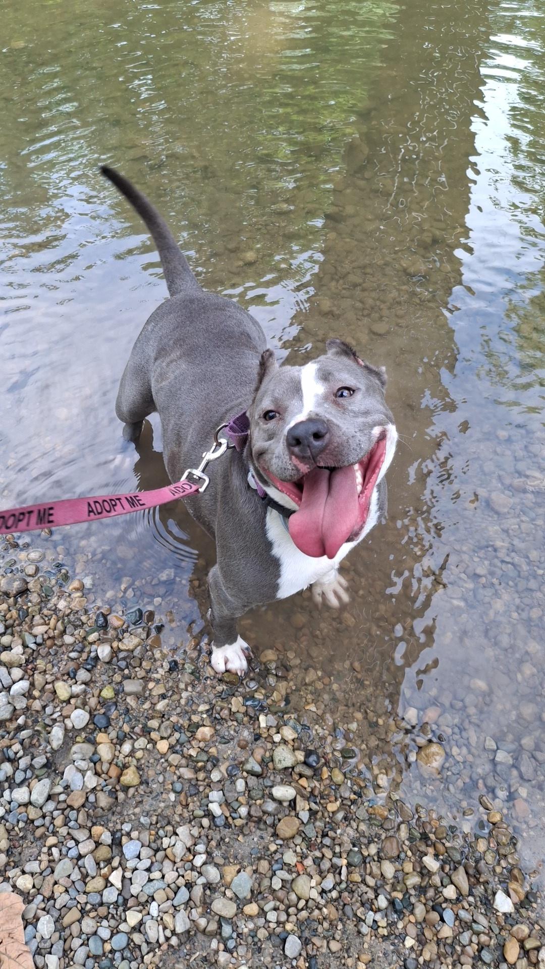 Enlarge Sage, a Adoptable mixed breed in Roachdale, IN image 3/6