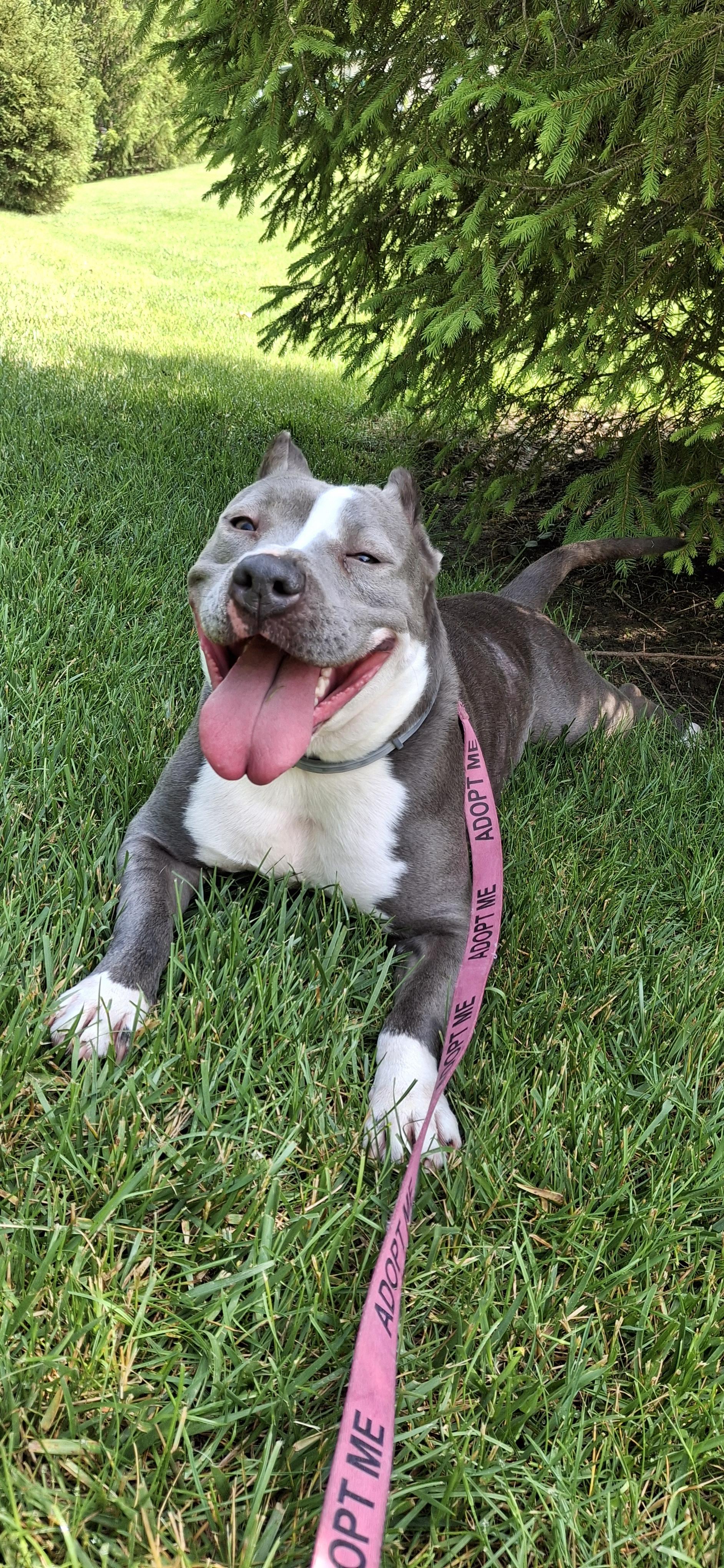 Enlarge Sage, a Adoptable mixed breed in Roachdale, IN image 4/6