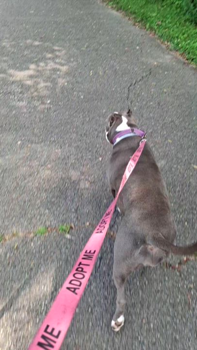 Enlarge Sage, a Adoptable mixed breed in Roachdale, IN video 5/6