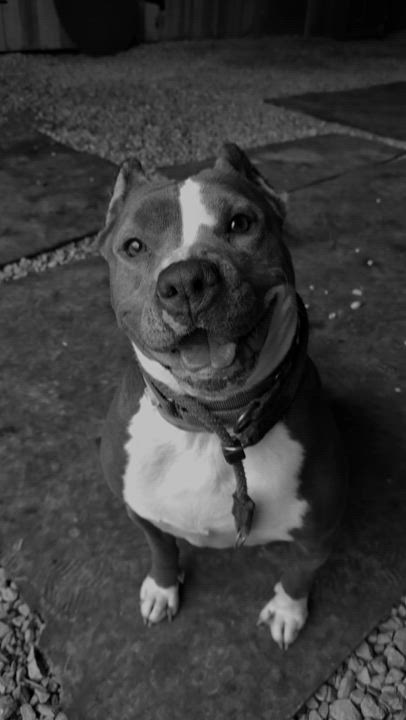 Enlarge Sage, a Adoptable mixed breed in Roachdale, IN video 6/6