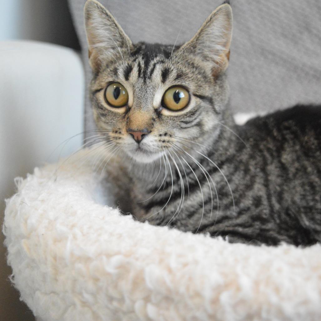 Choco Cat, Adoptable, Young Female Domestic Short Hair.