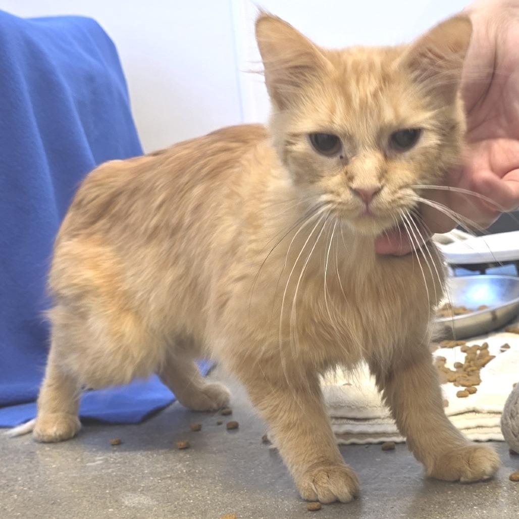 Capstar, Adoptable, Adult Female Domestic Medium Hair.
