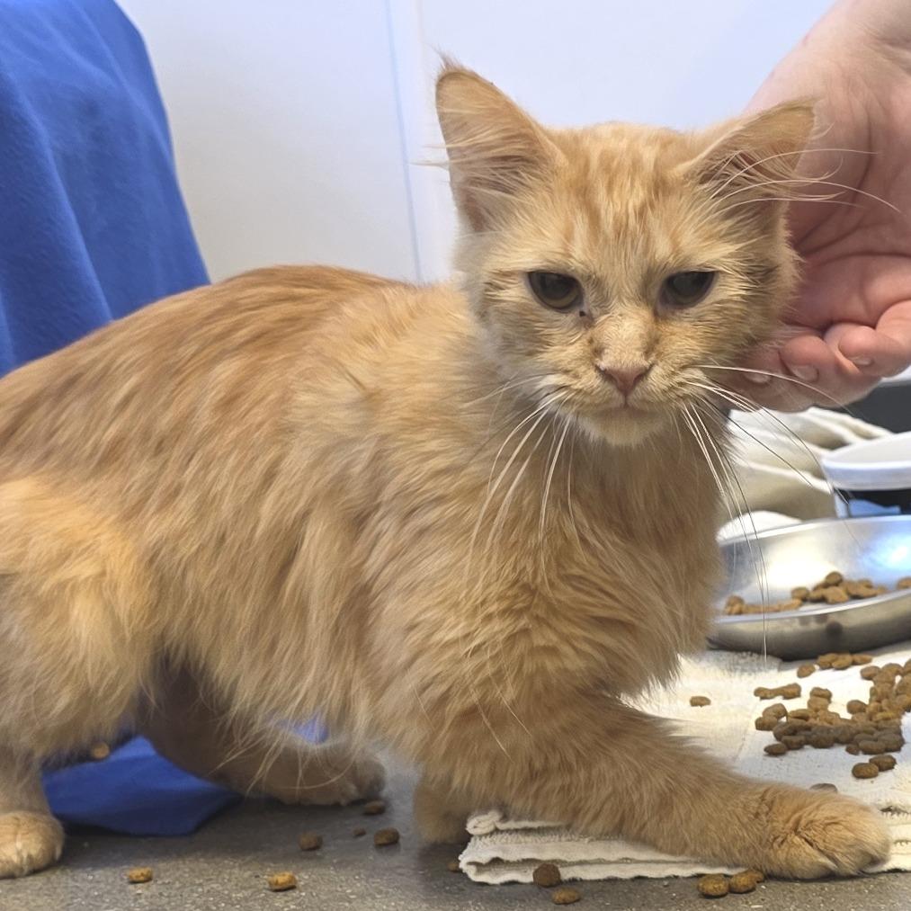 Capstar, a Adoptable Domestic Medium Hair in Fort Wayne, IN image 2/4