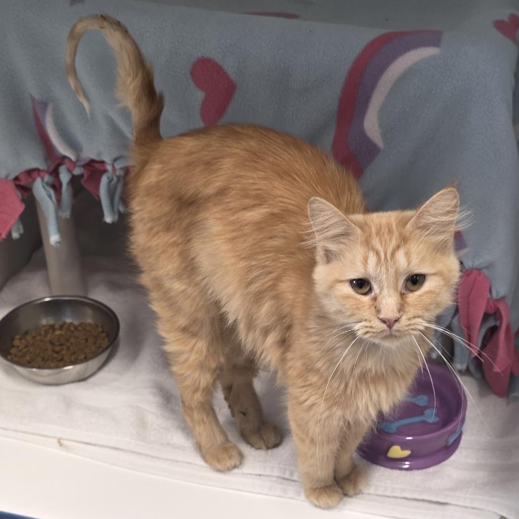 Capstar, a Adoptable Domestic Medium Hair in Fort Wayne, IN image 3/4