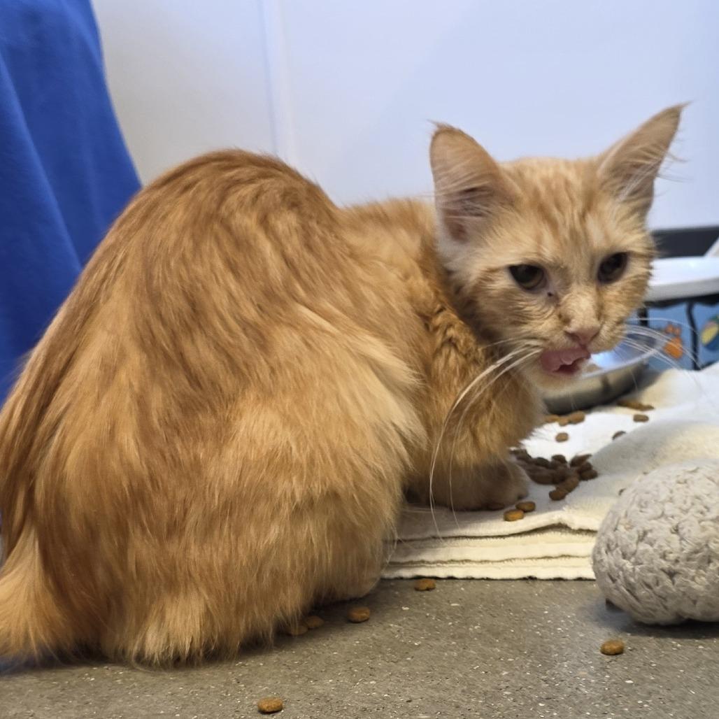 Capstar, a Adoptable Domestic Medium Hair in Fort Wayne, IN image 4/4