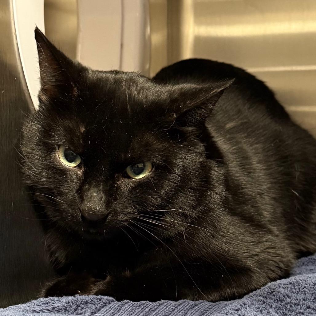 Enlarge Ninja, a Adoptable Domestic Short Hair in Cedaredge, CO image 1/1