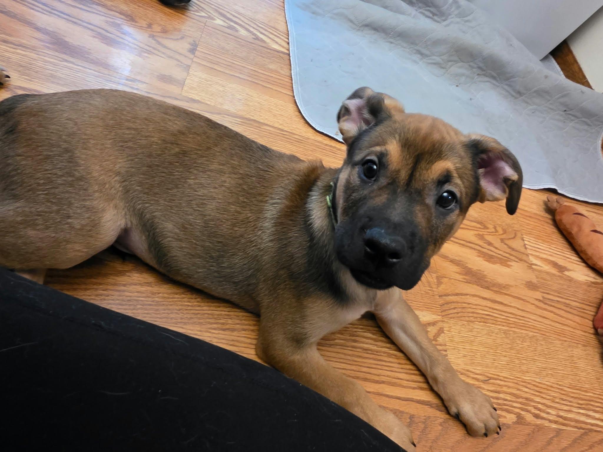 Enlarge Gruber, a Adoptable mixed breed in Minneapolis, MN image 5/6
