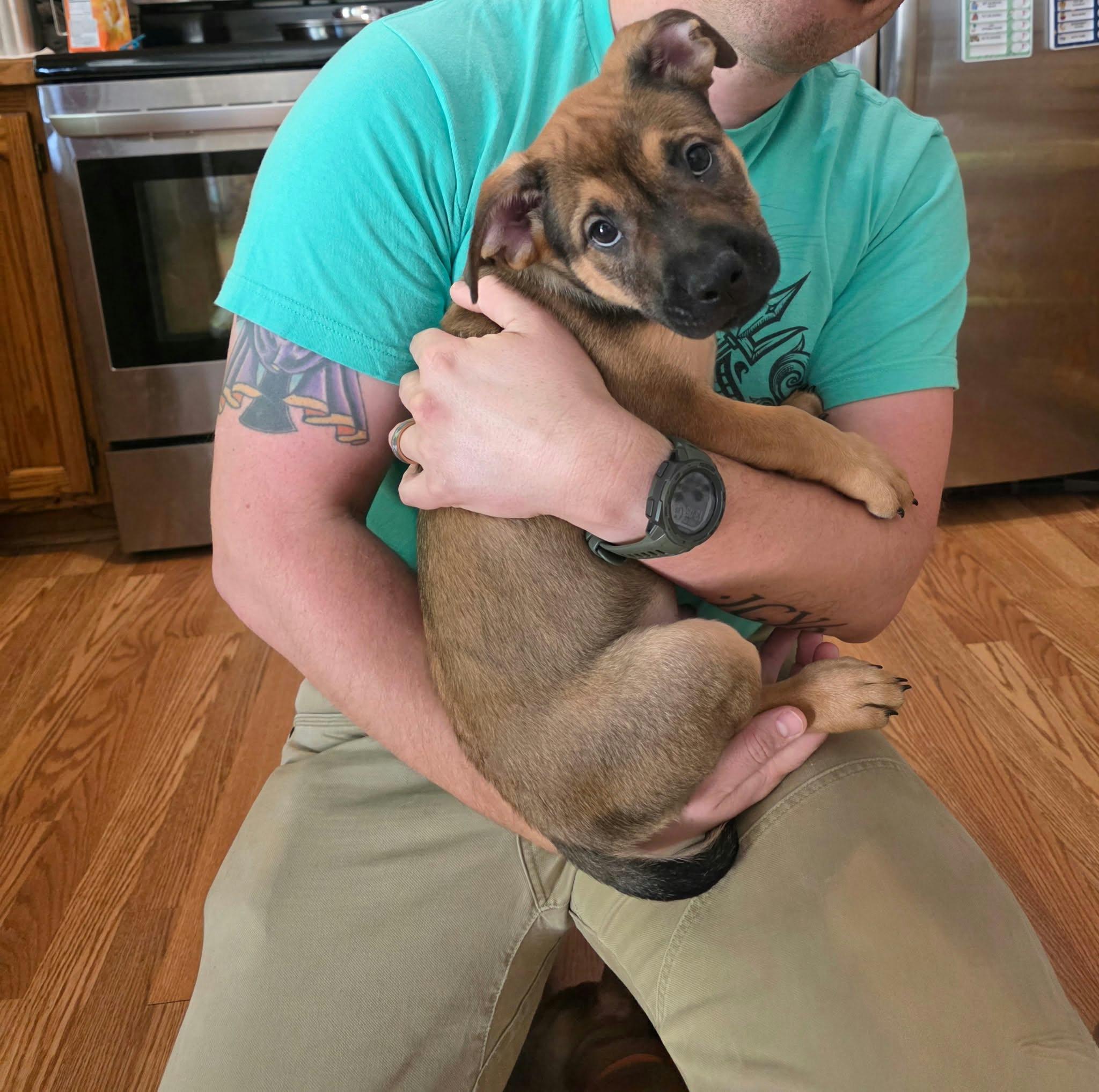 Enlarge Gruber, a Adoptable mixed breed in Minneapolis, MN image 4/6