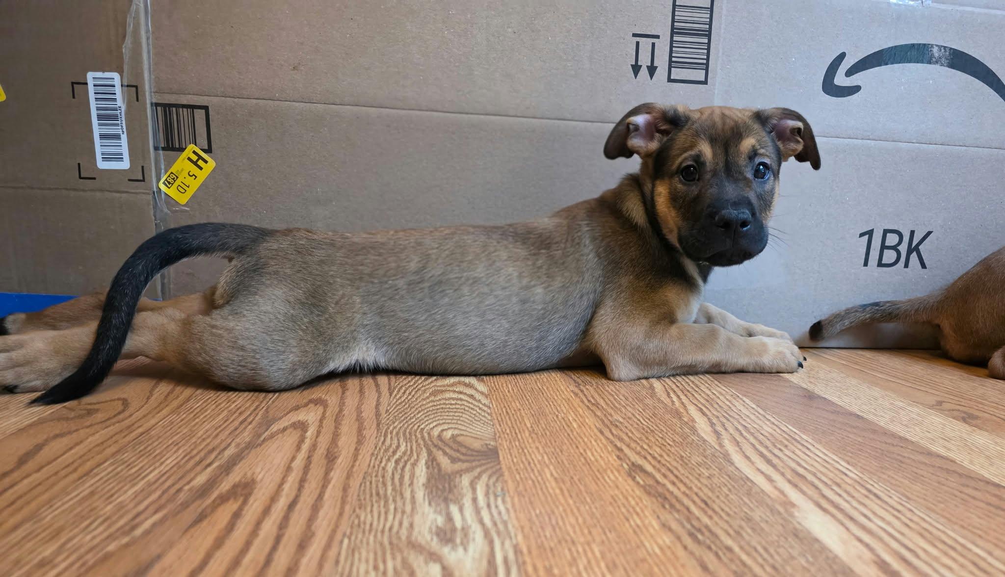 Enlarge Gruber, a Adoptable mixed breed in Minneapolis, MN image 3/6