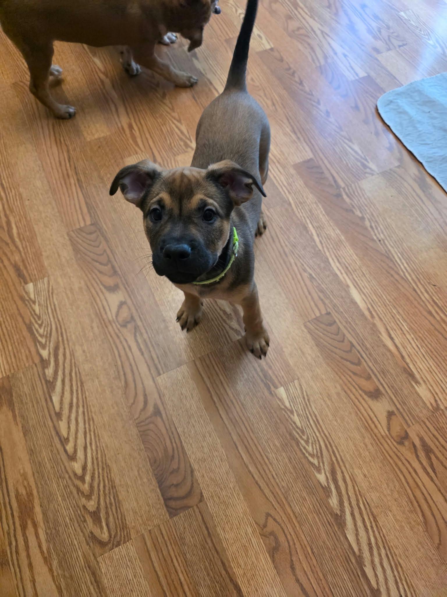 Enlarge Gruber, a Adoptable mixed breed in Minneapolis, MN image 6/6