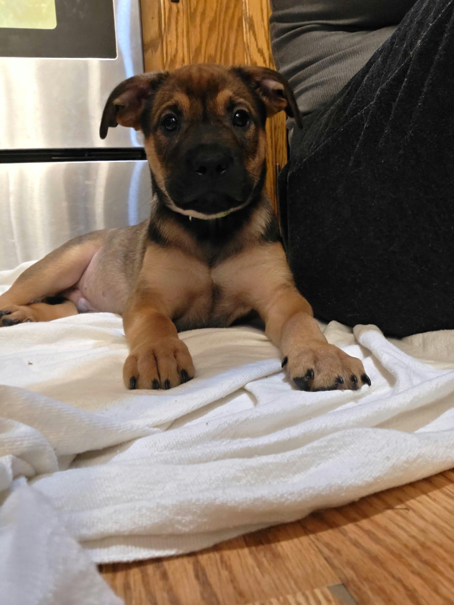 Enlarge Gruber, a Adoptable mixed breed in Minneapolis, MN image 2/6