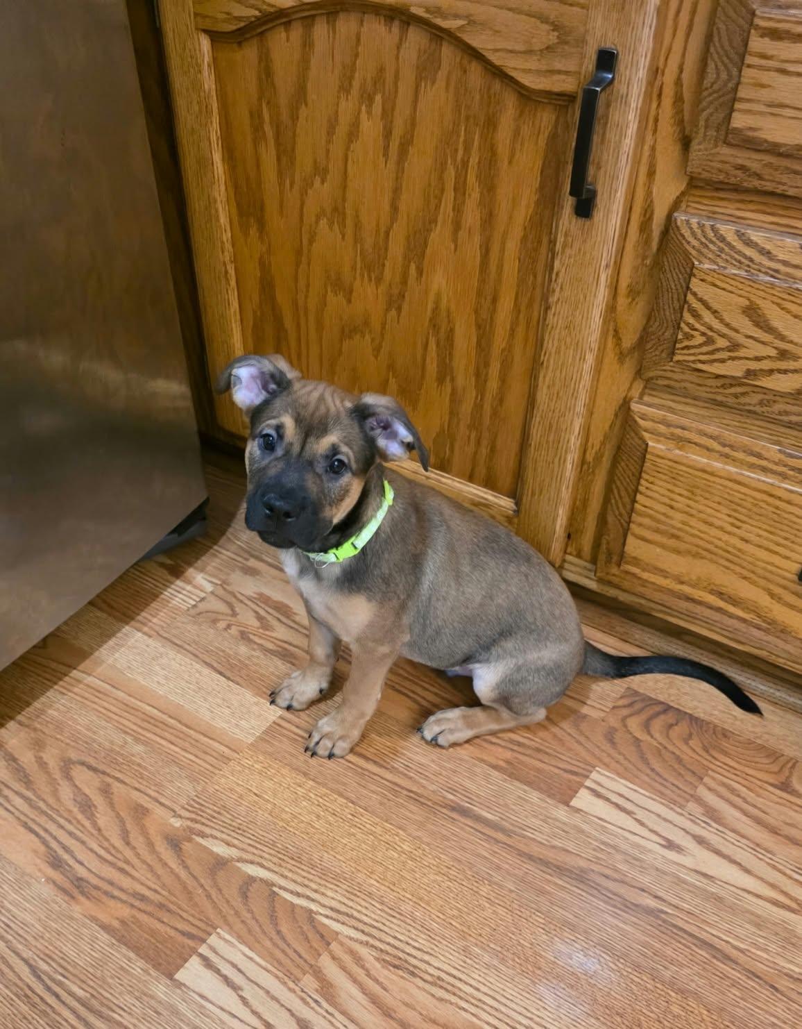 Gruber, Adoptable, Puppy Male Boxer & Pit Bull Terrier.