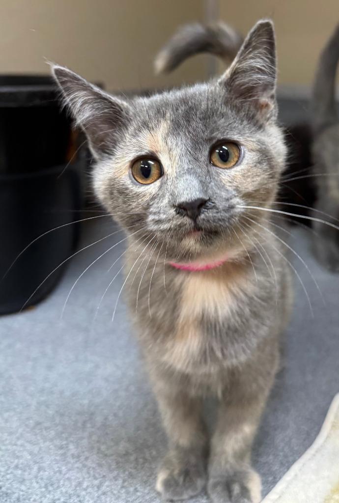 Enlarge Dorothy, a Adopted Domestic Short Hair in Tomah, WI image 1/1