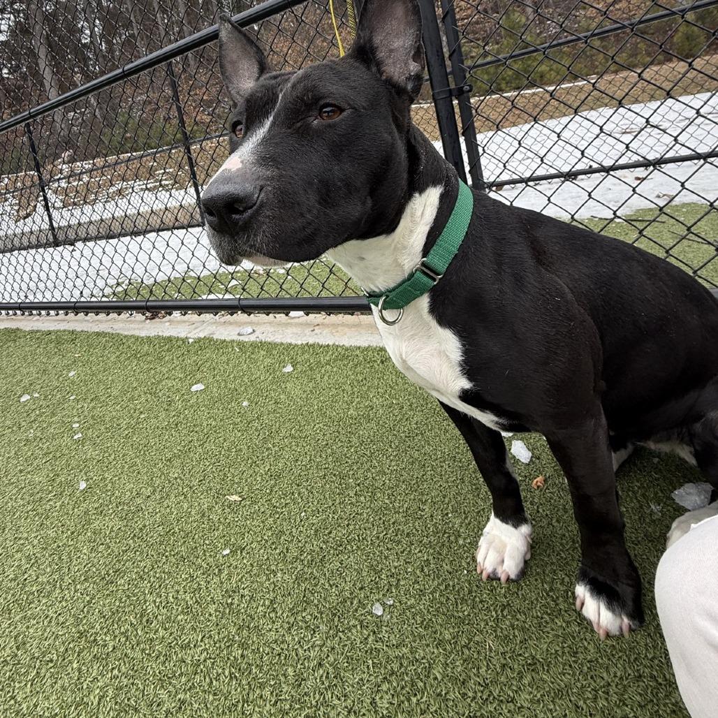 Chalupa, Adoptable, Adult Female Bull Terrier & Mixed Breed.
