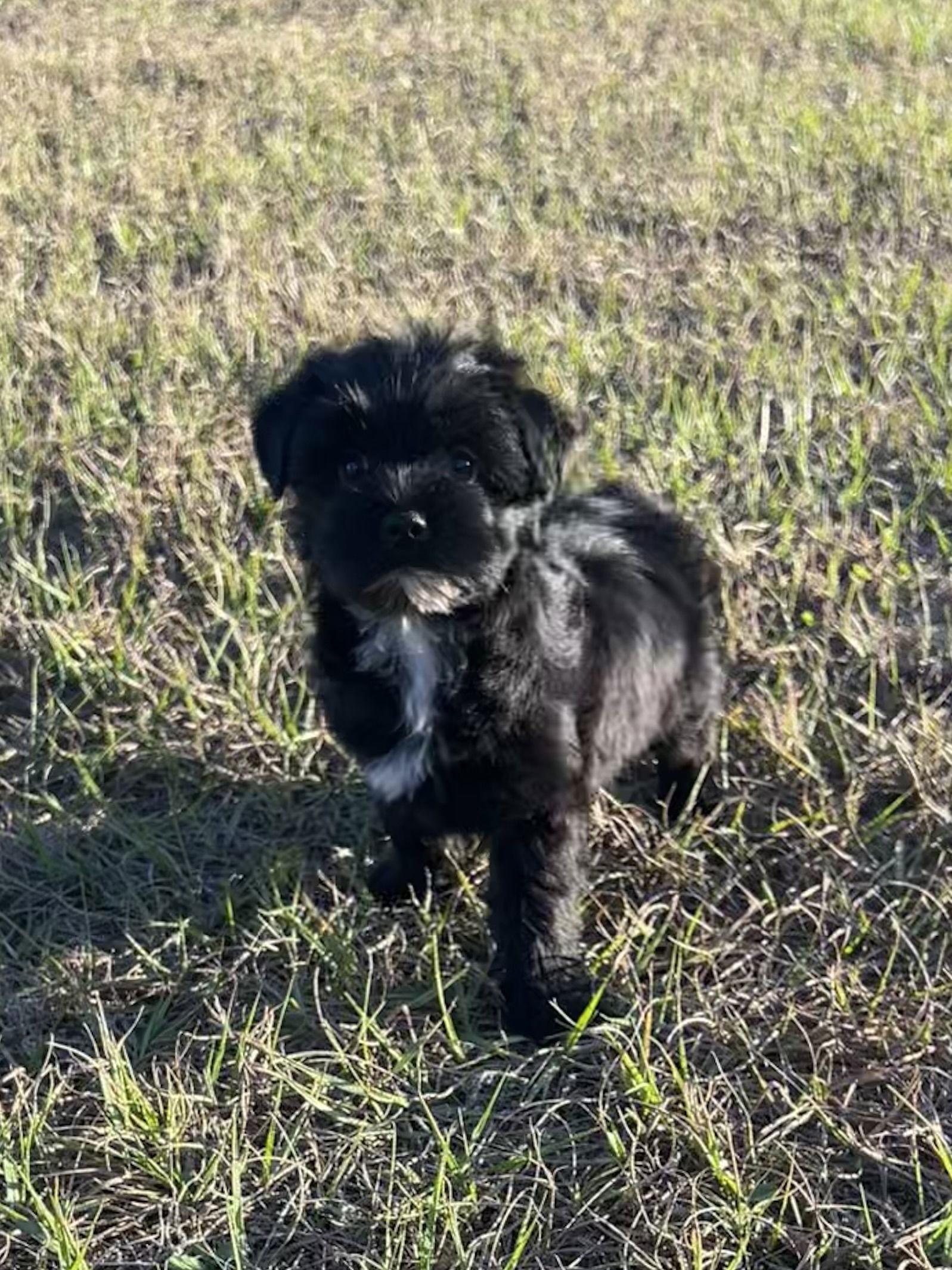 Enlarge Angel, a Adoptable mixed breed in Ocala, FL image 2/3