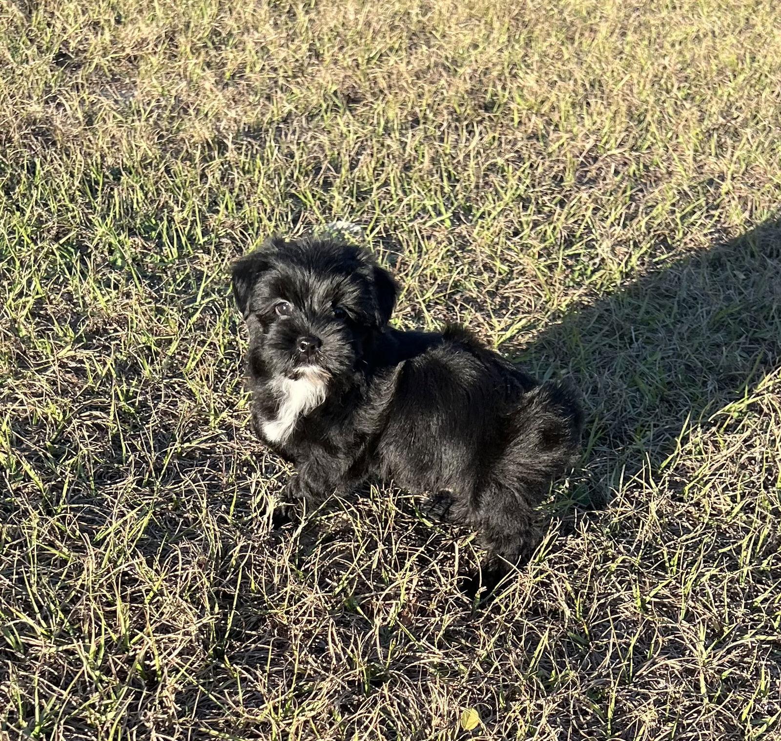 Enlarge Angel, a Adoptable mixed breed in Ocala, FL image 3/3