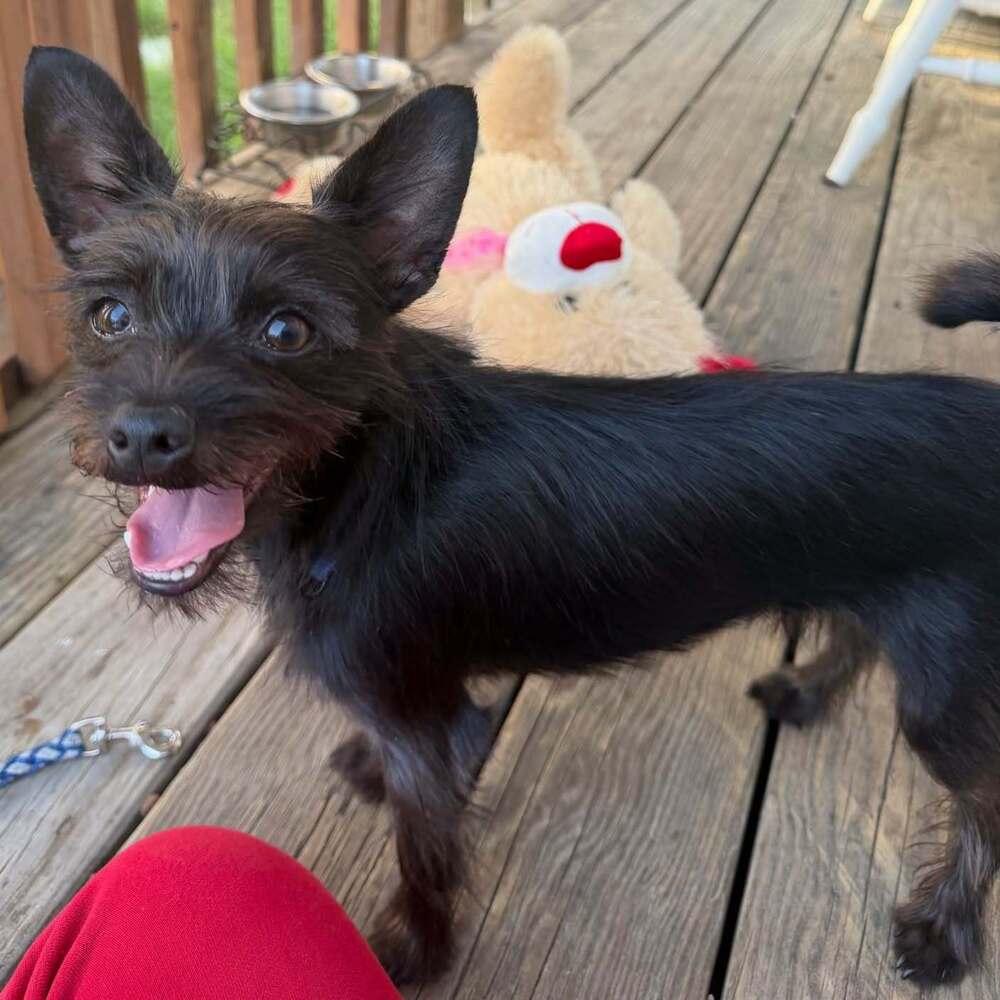 Toby, Adoptable, Puppy Male Chihuahua & Yorkshire Terrier.