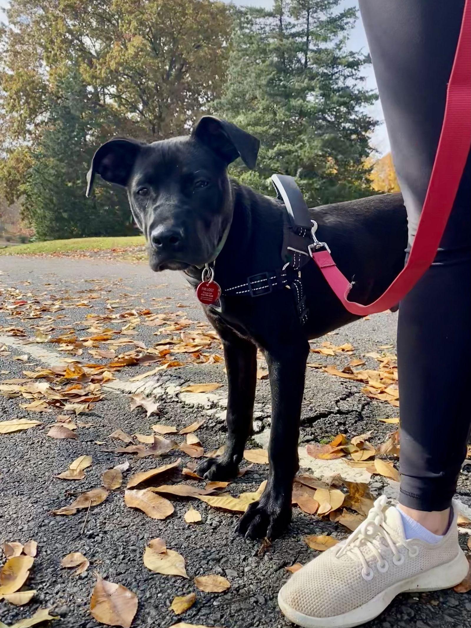Dougan, Adopted, Young Male Labrador Retriever & Terrier.