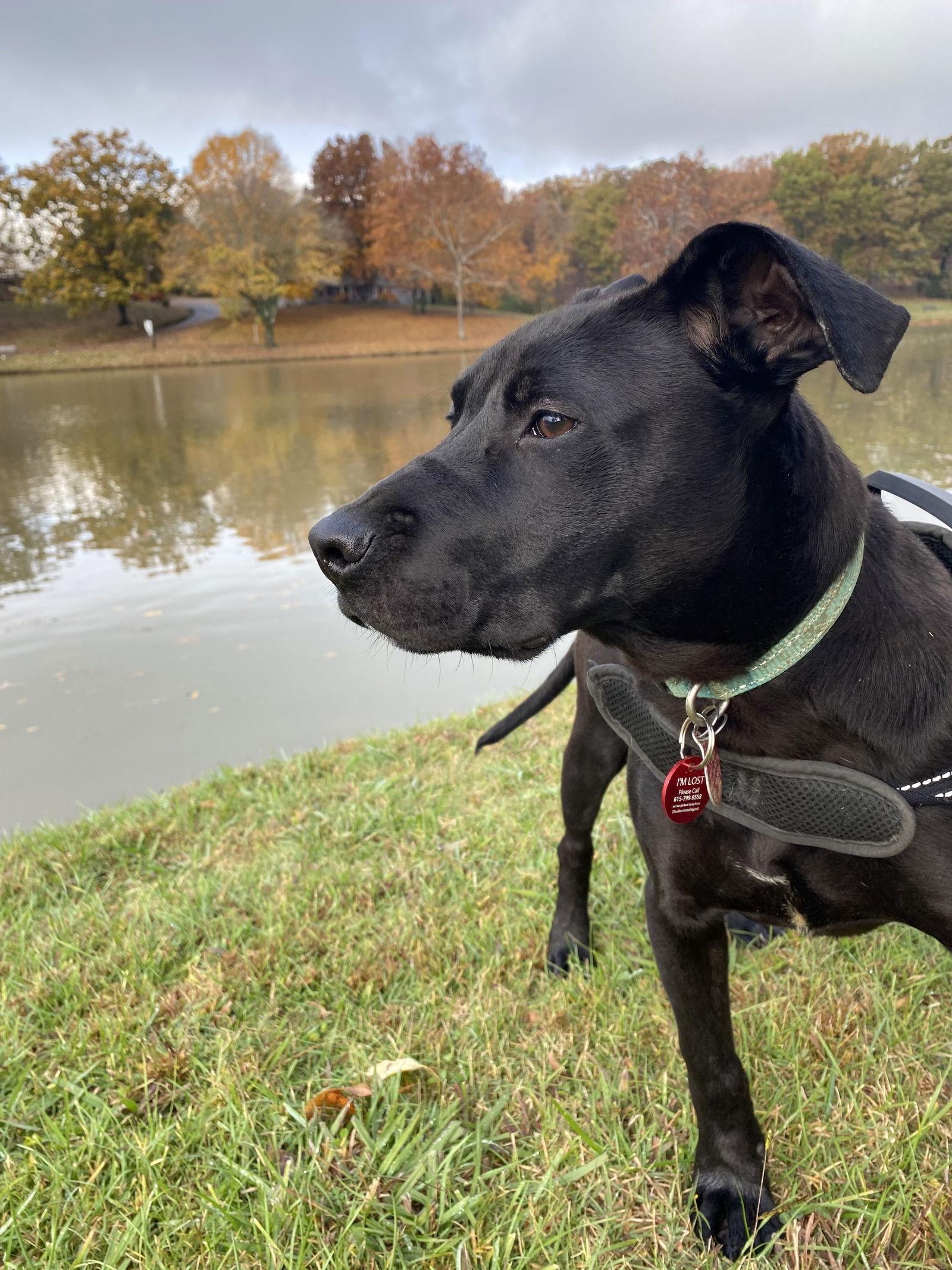 Enlarge Dougan, a Adopted mixed breed in Nashville, TN image 2/3