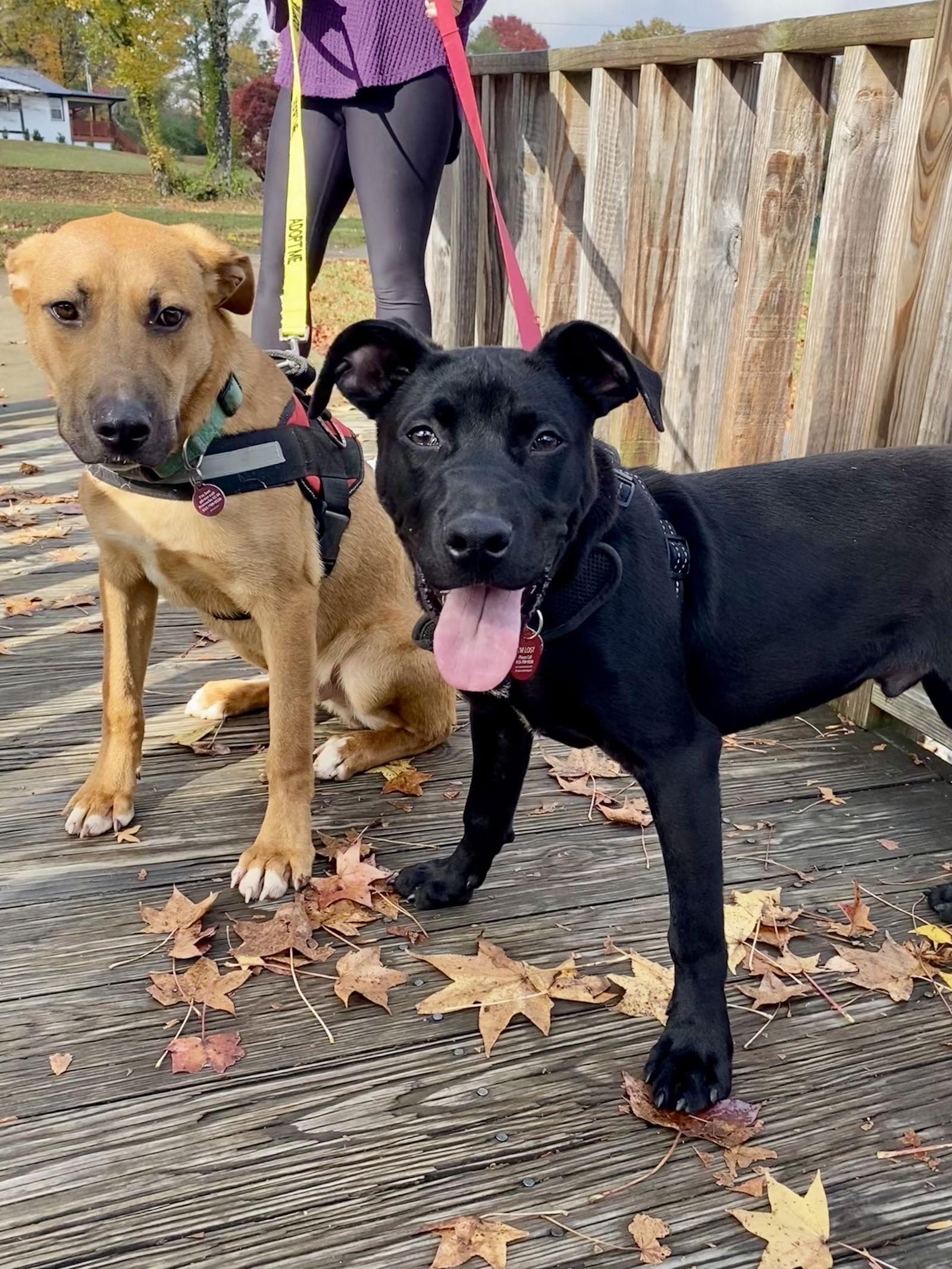 Enlarge Dougan, a Adopted mixed breed in Nashville, TN image 3/3