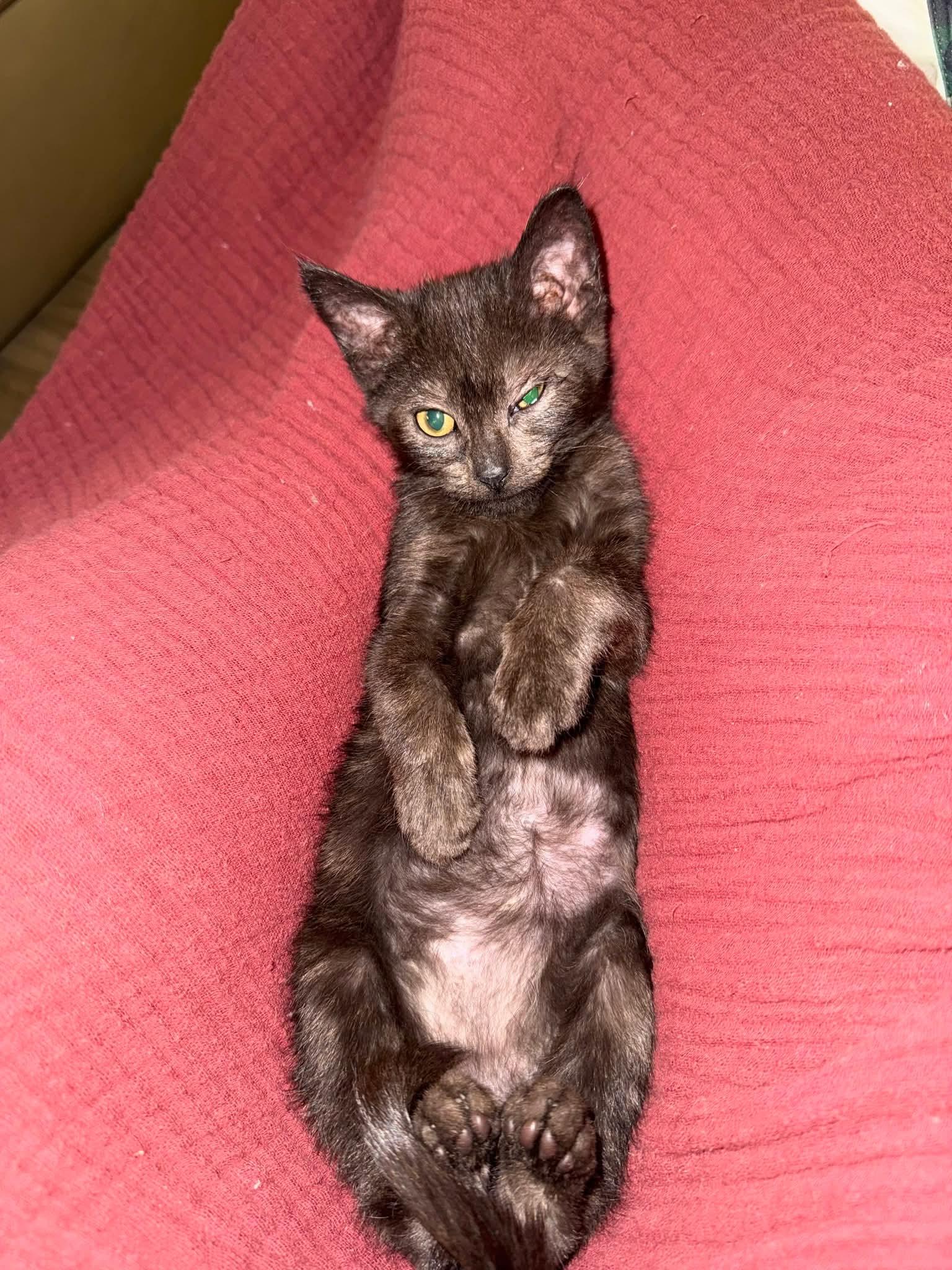 Blarney, an adopted mixed breed in Sioux City, IA image 6/6