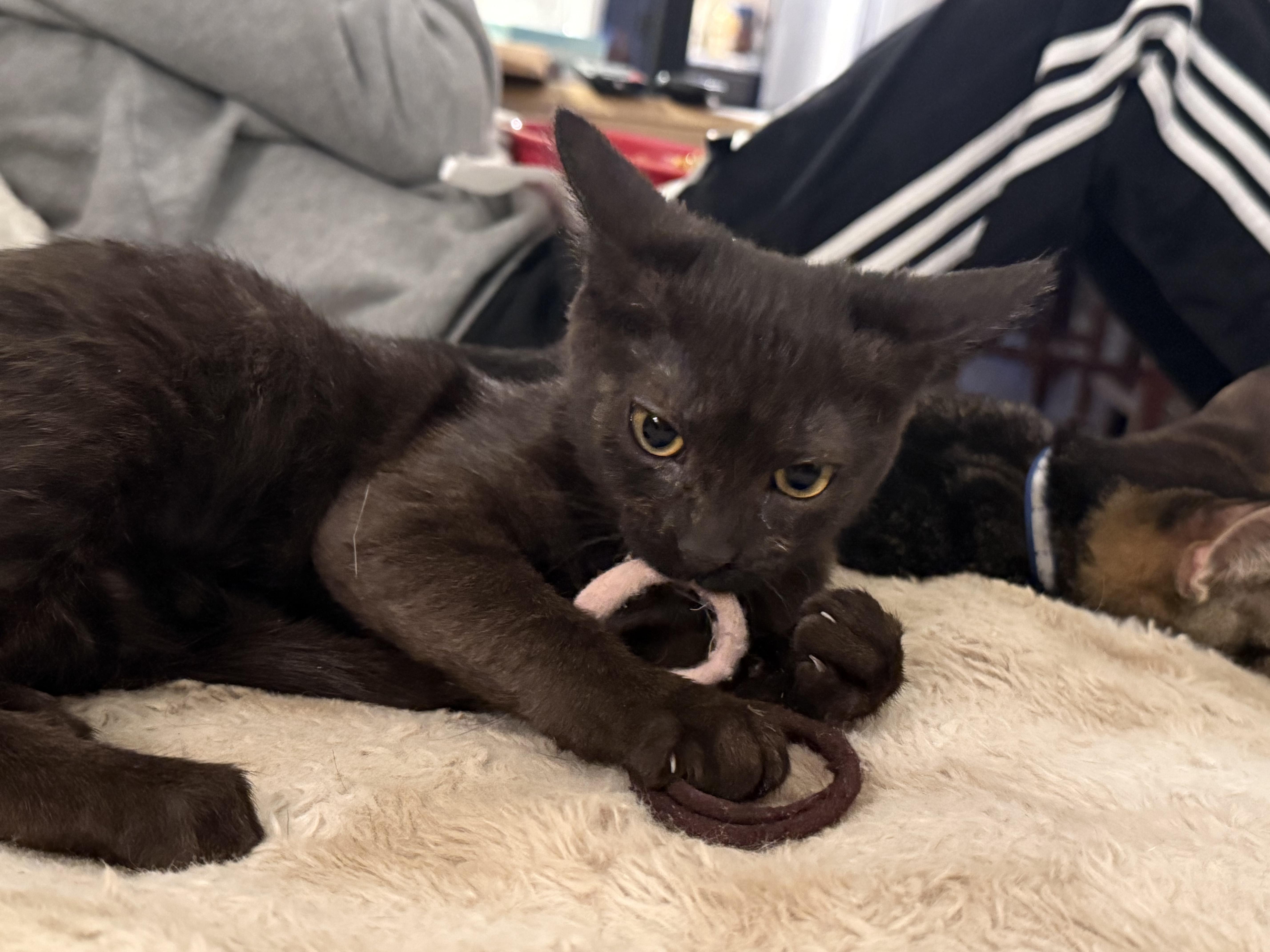 Blarney, an adopted mixed breed in Sioux City, IA image 3/6
