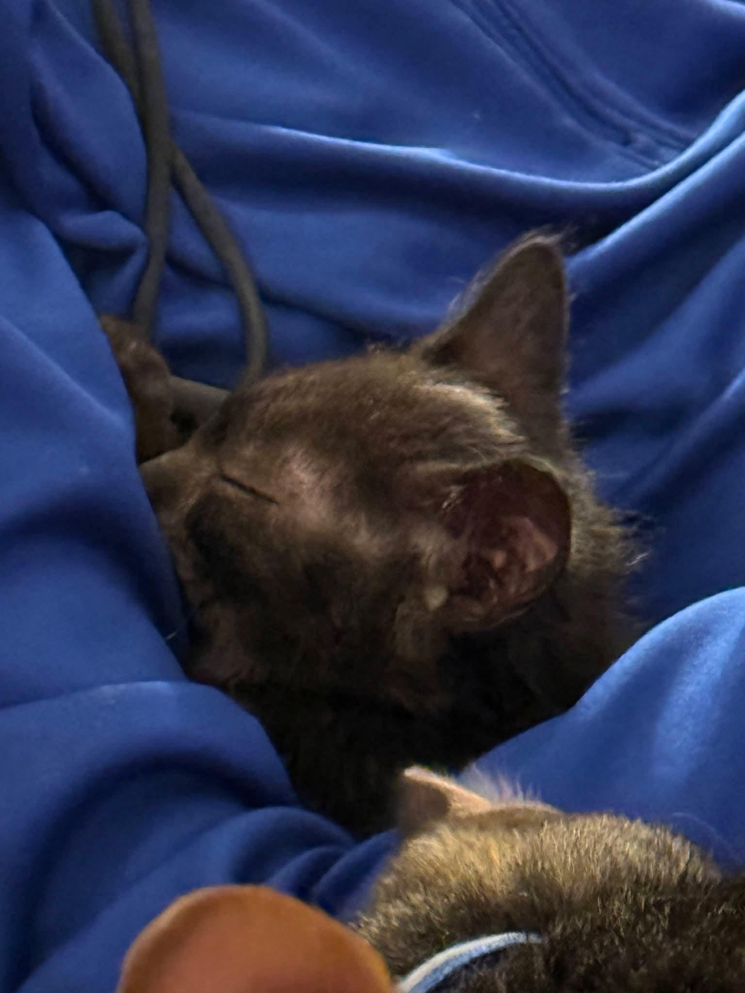 Blarney, an adopted mixed breed in Sioux City, IA image 4/6