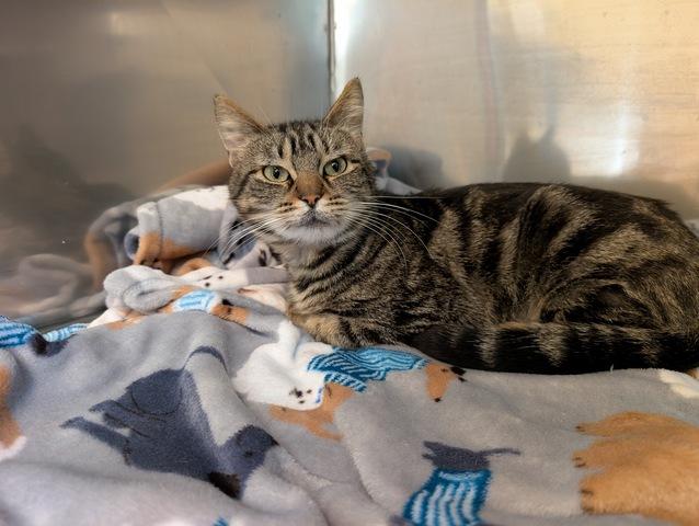 Lentil, Adoptable, Adult Female Domestic Short Hair.