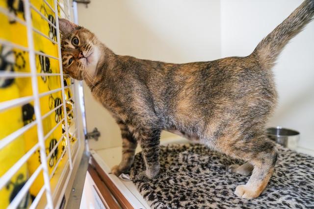Lentil, a Adoptable Domestic Short Hair in Portland, OR image 2/6