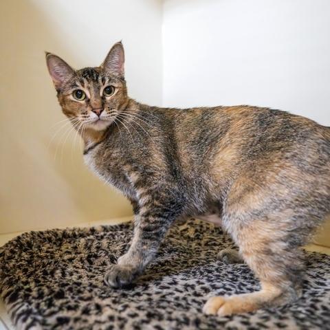 Lentil, a Adoptable Domestic Short Hair in Portland, OR image 3/6