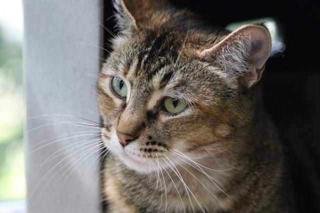 Lentil, a Adoptable Domestic Short Hair in Portland, OR image 3/6