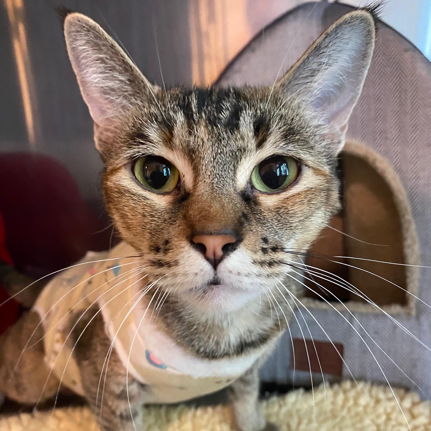 Lentil, a Adoptable Domestic Short Hair in Portland, OR image 4/6