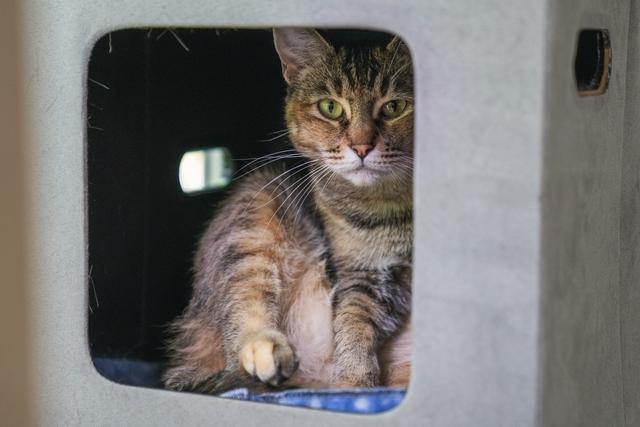 Lentil, a Adoptable Domestic Short Hair in Portland, OR image 5/6