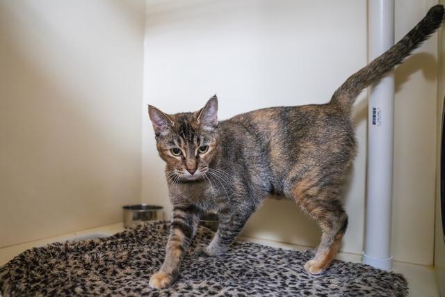 Lentil, a Adoptable Domestic Short Hair in Portland, OR image 5/6