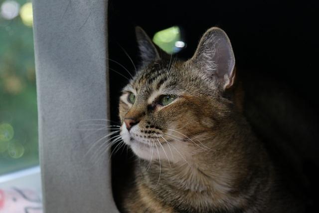 Lentil, a Adoptable Domestic Short Hair in Portland, OR image 6/6