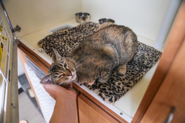 Lentil, a Adoptable Domestic Short Hair in Portland, OR image 6/6